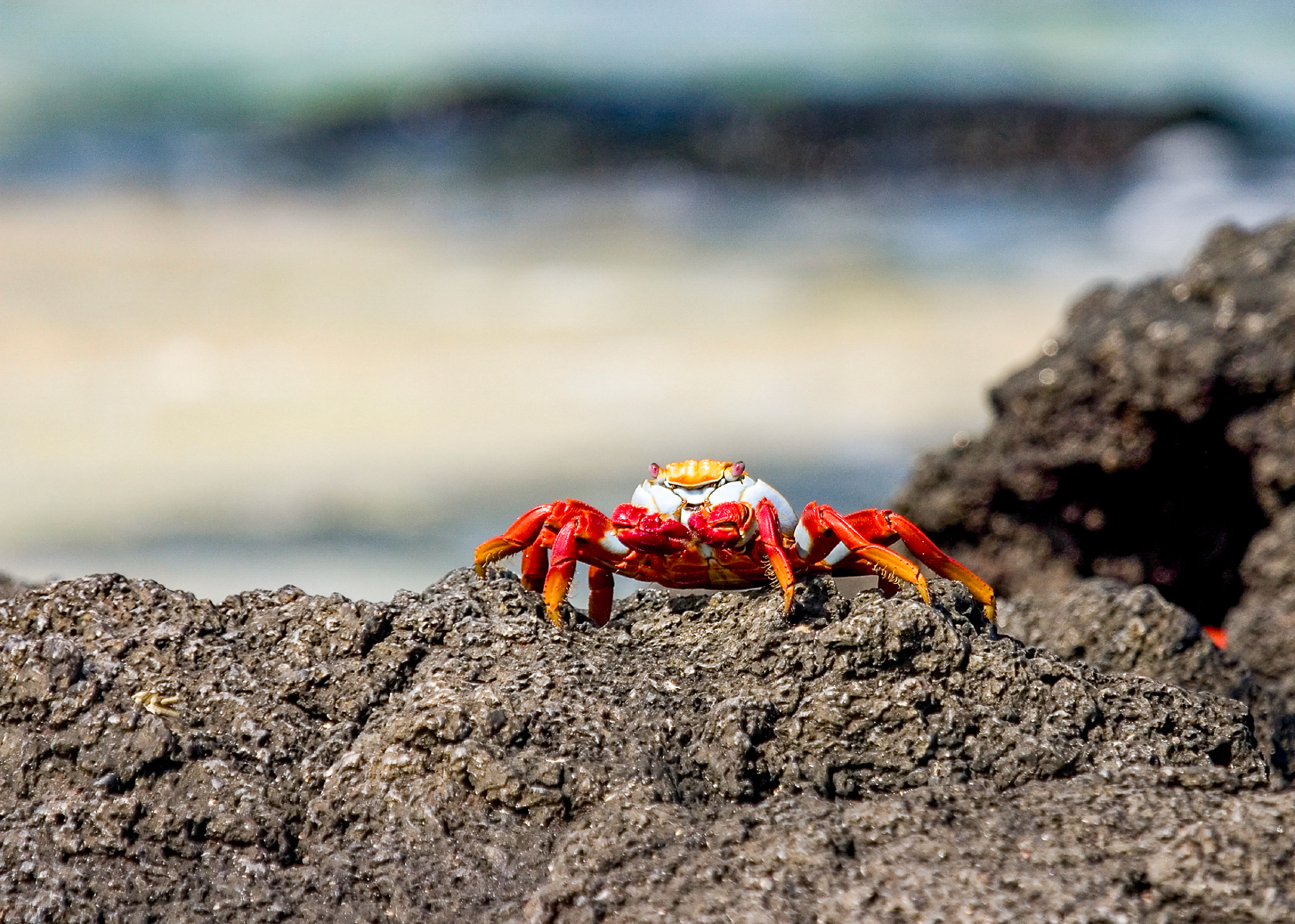 A sally lightfoot crab spotted on a volcanic rock formation in the Galapagos Islands