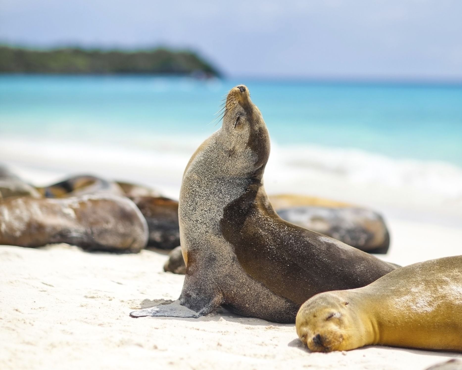 Seals sunbathing on the Galapagos