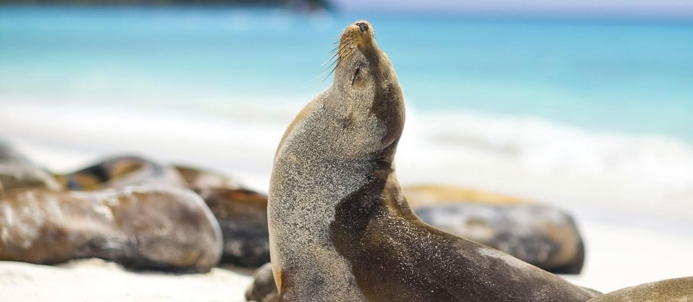 Seals sunbathing on the Galapagos