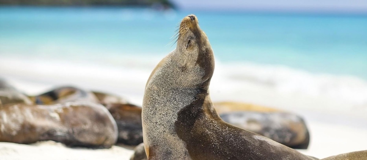 Seals sunbathing on the Galapagos