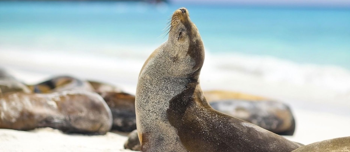 Seals sunbathing on the Galapagos