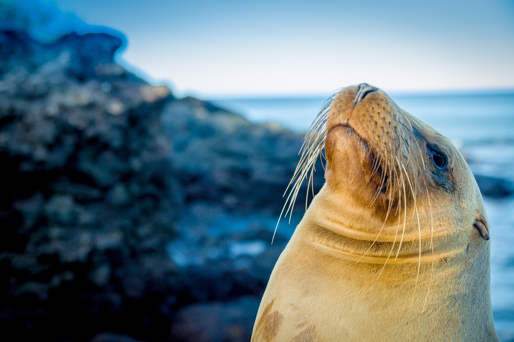 Closeup of a seal on the Galapagos