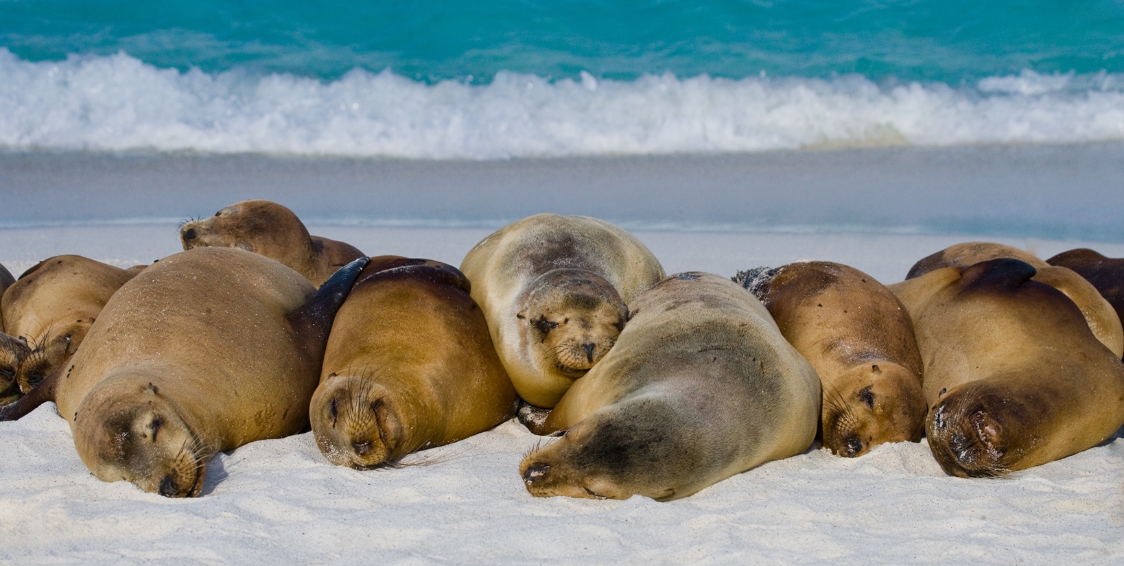 Sea lions sun bathing on the beach, Galapagos
