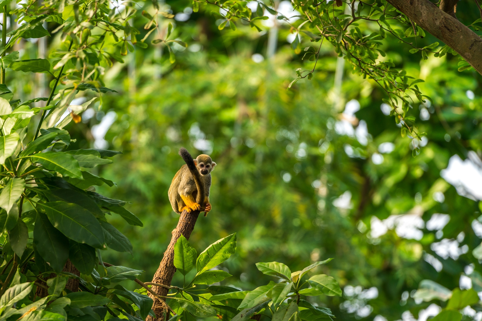 Squirrel monkey in the Ecuadorian Amazon