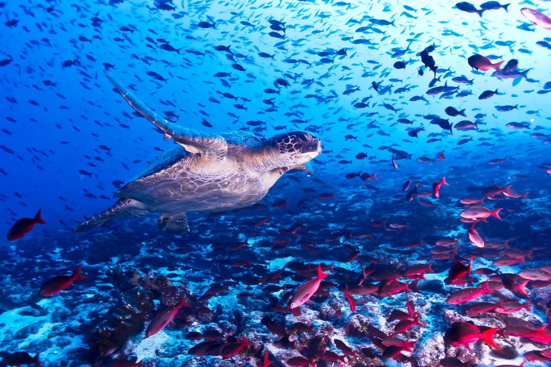 Turtle surrounded by fish, Galapagos