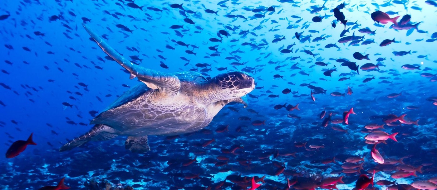 Turtle surrounded by fish, Galapagos