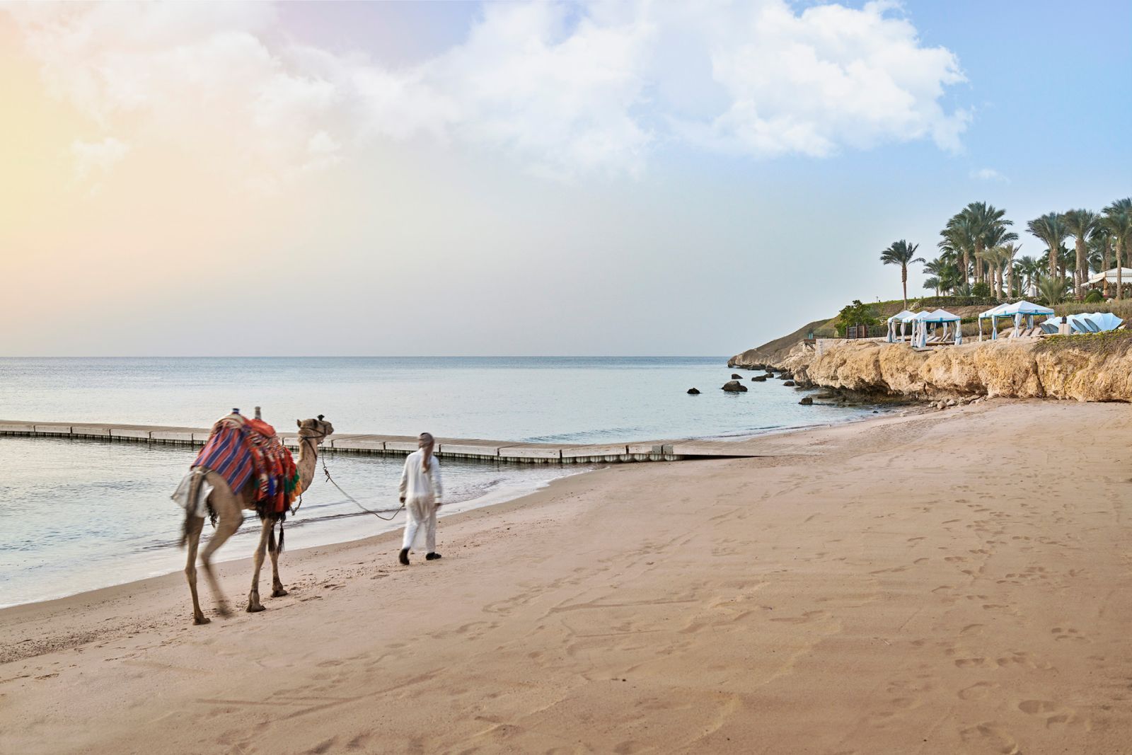 Camel on the beach at Four Seasons Resort Sharm El Sheikh
