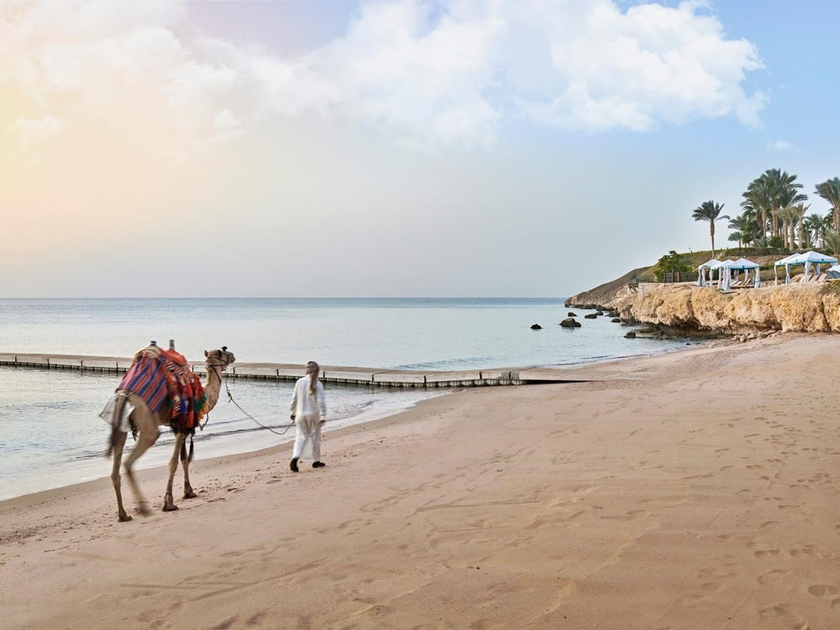 Camel on the beach at Four Seasons Resort Sharm El Sheikh