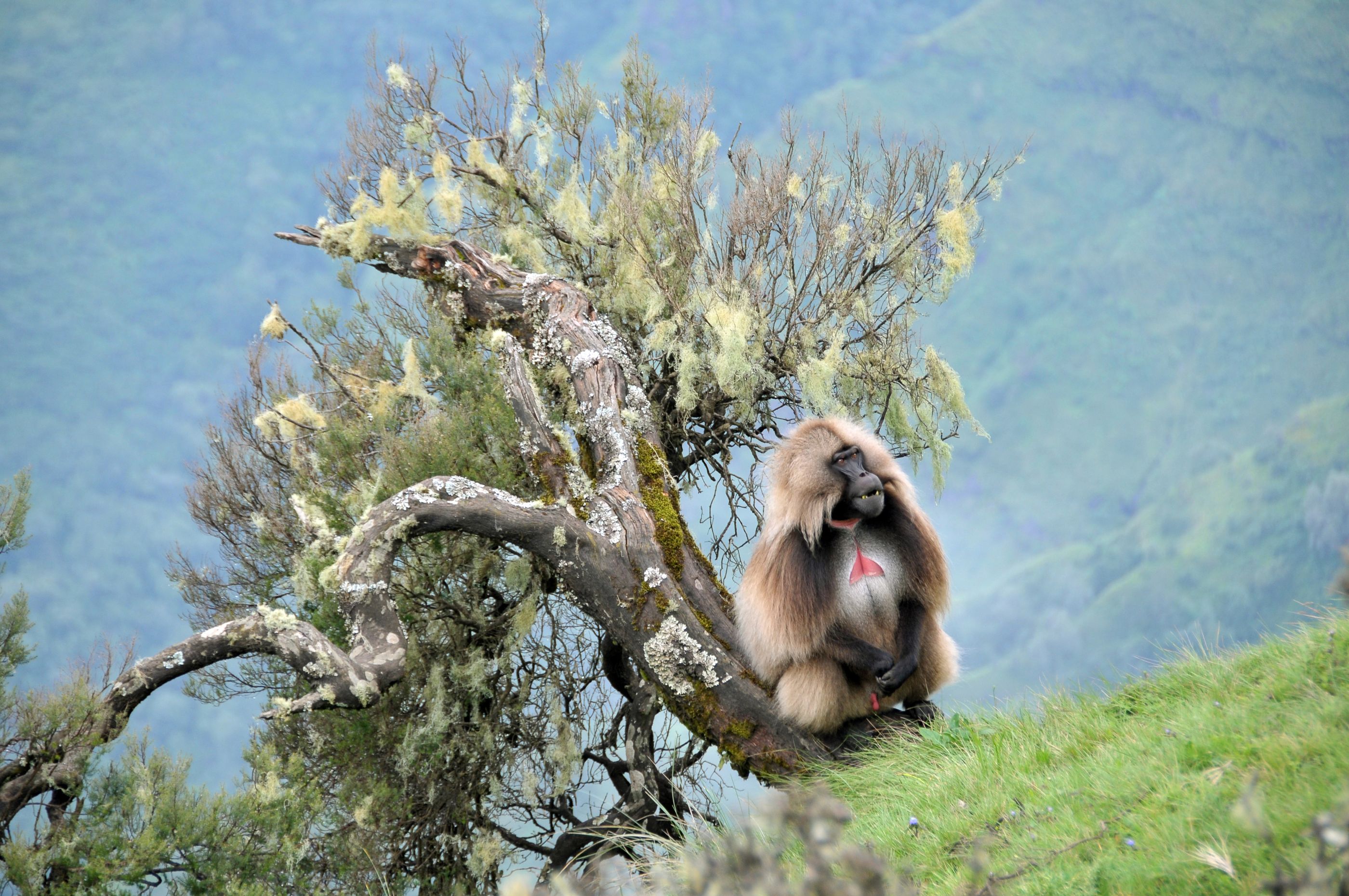 A gelada in the Simien Mountains