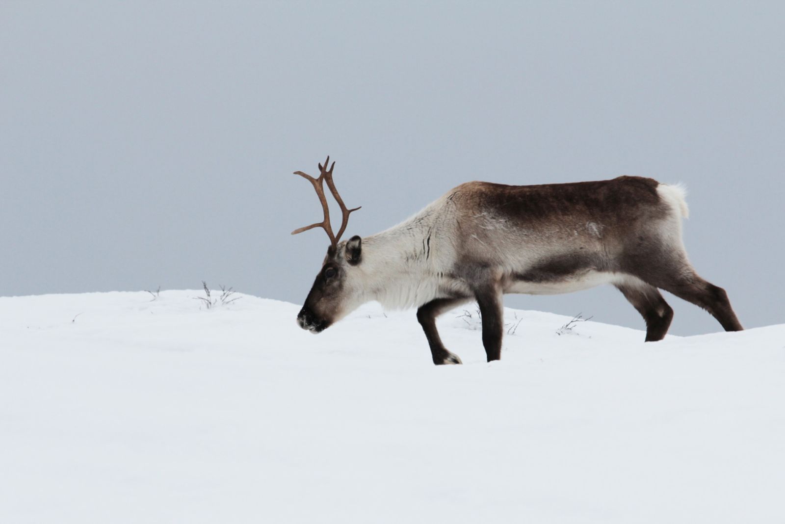 Deer roaming in Finland
