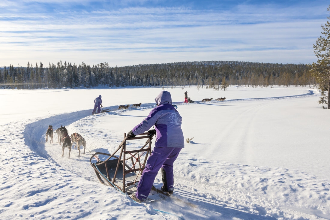 Dog Sledding at L7 Luxury Lodge