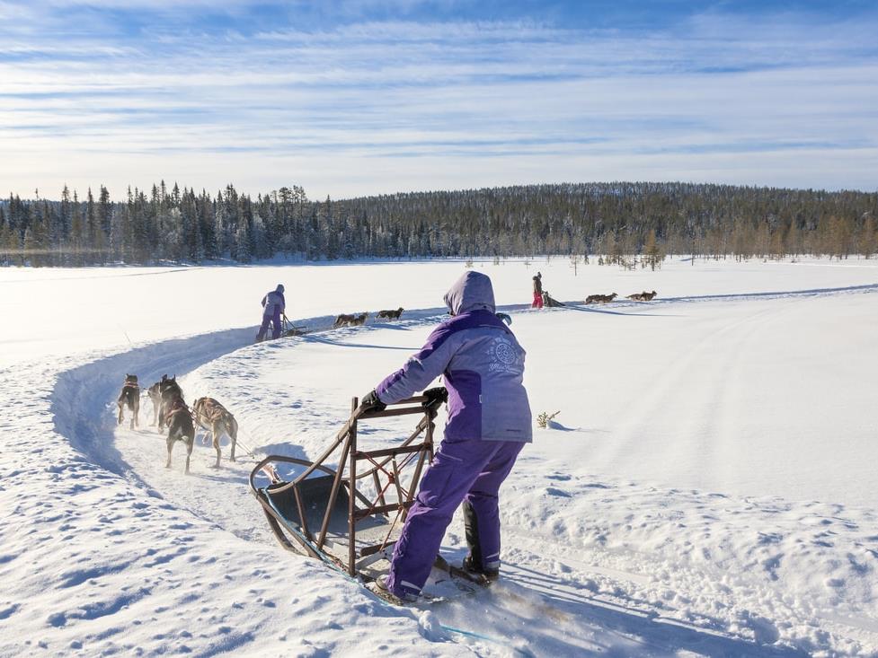 Dog Sledding at L7 Luxury Lodge