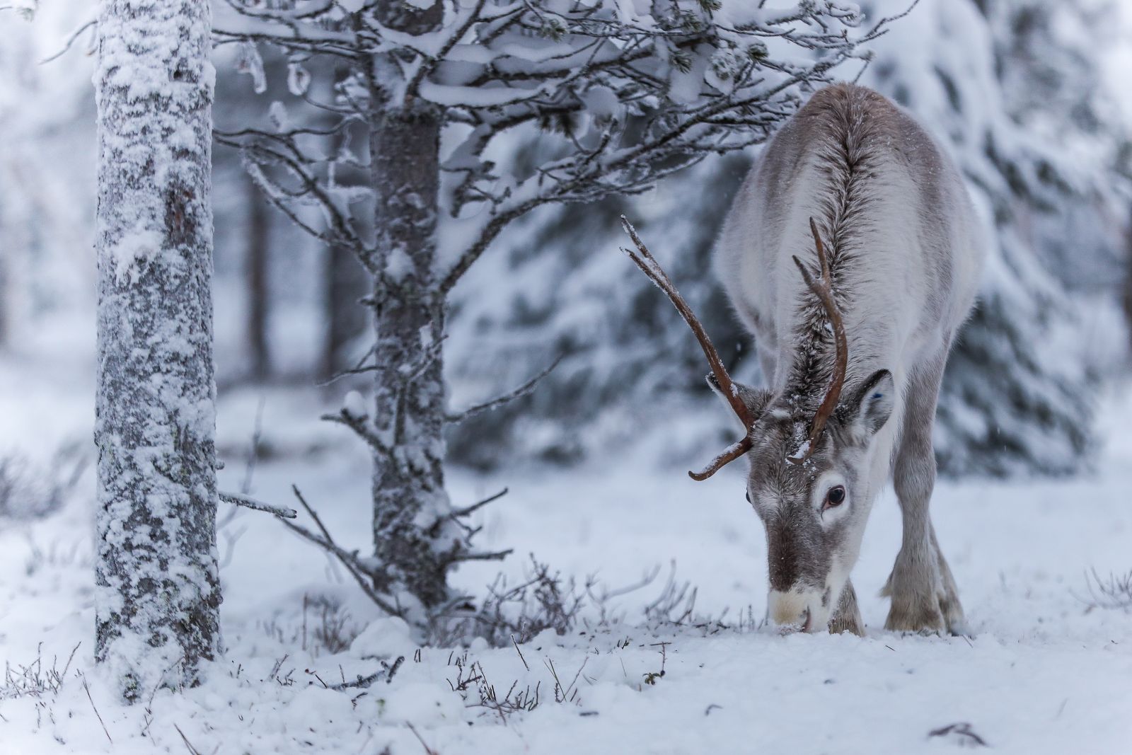 Reindeer in the forest surrounding Octola  wilderness lodge in Lapland Finland