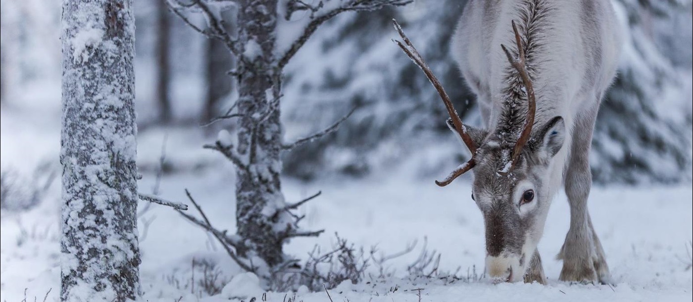 Reindeer in the forest surrounding Octola  wilderness lodge in Lapland Finland