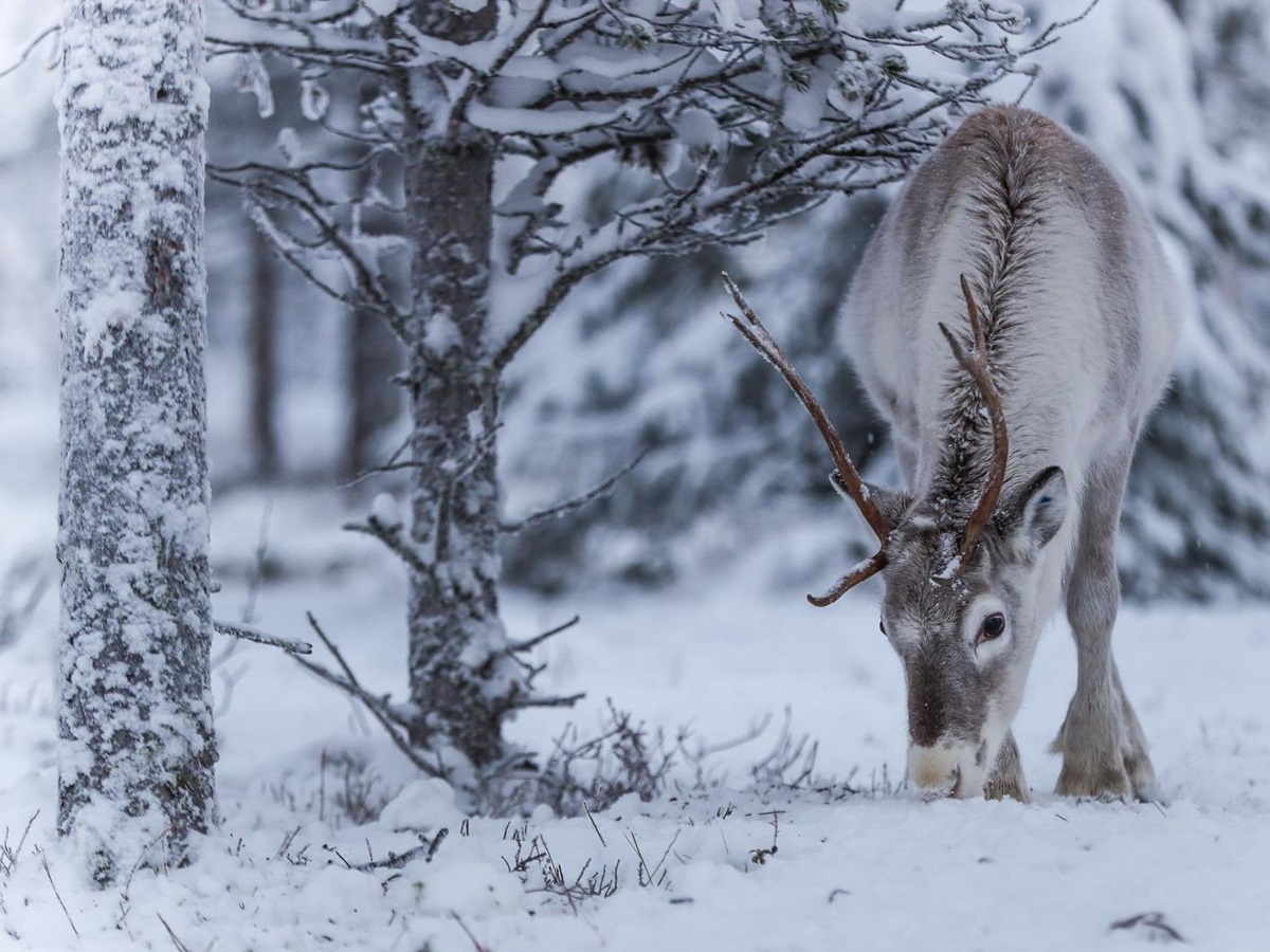 Reindeer in the forest surrounding Octola wilderness lodge in Lapland Finland
