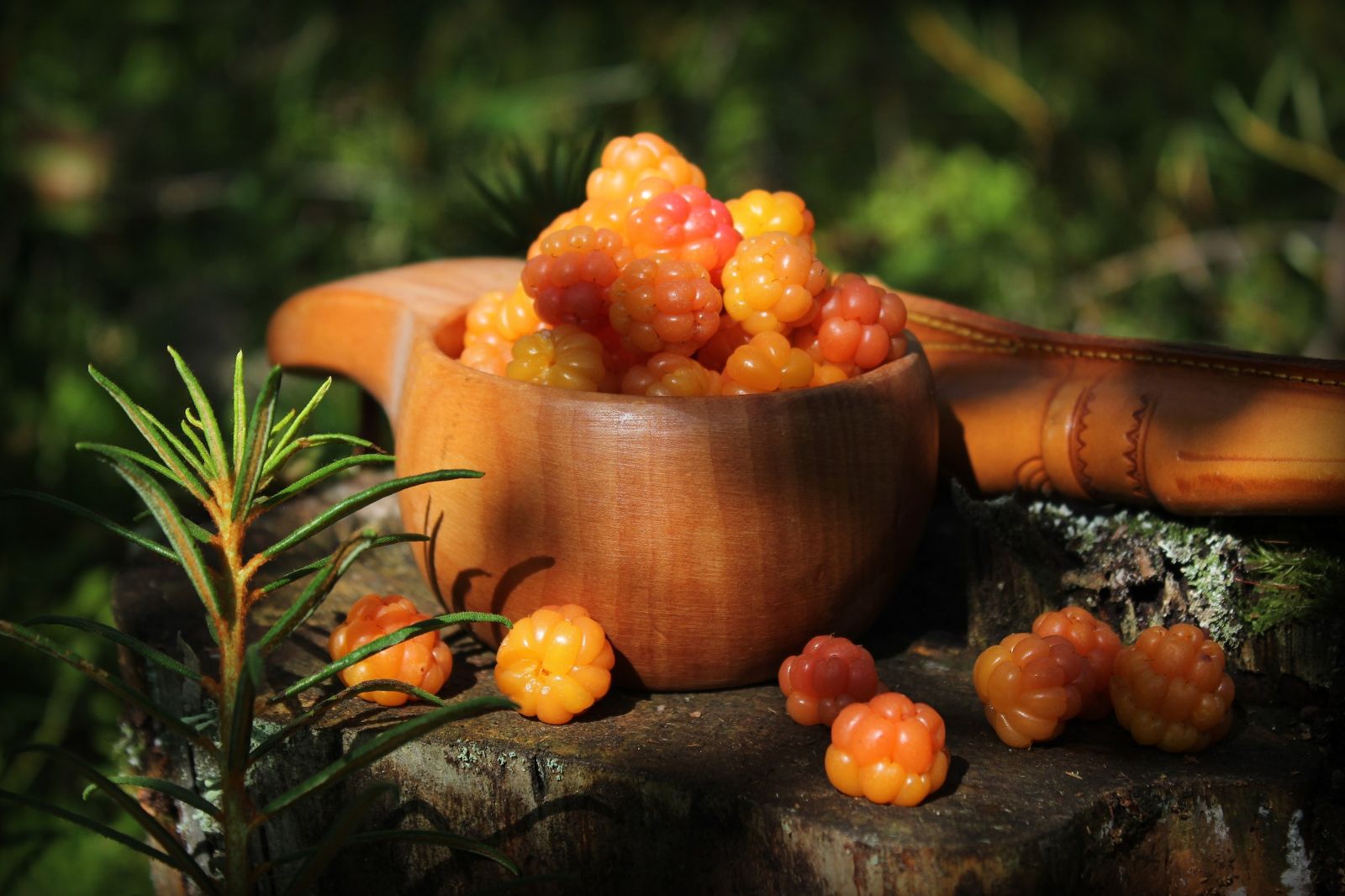 Foraged cloudberries in Finland