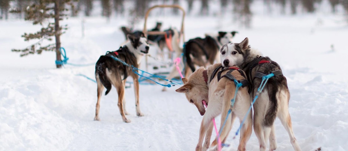Huskies in Lapland