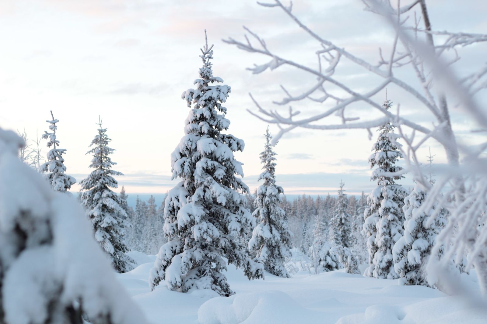 Frozen trees in Lapland, Finland