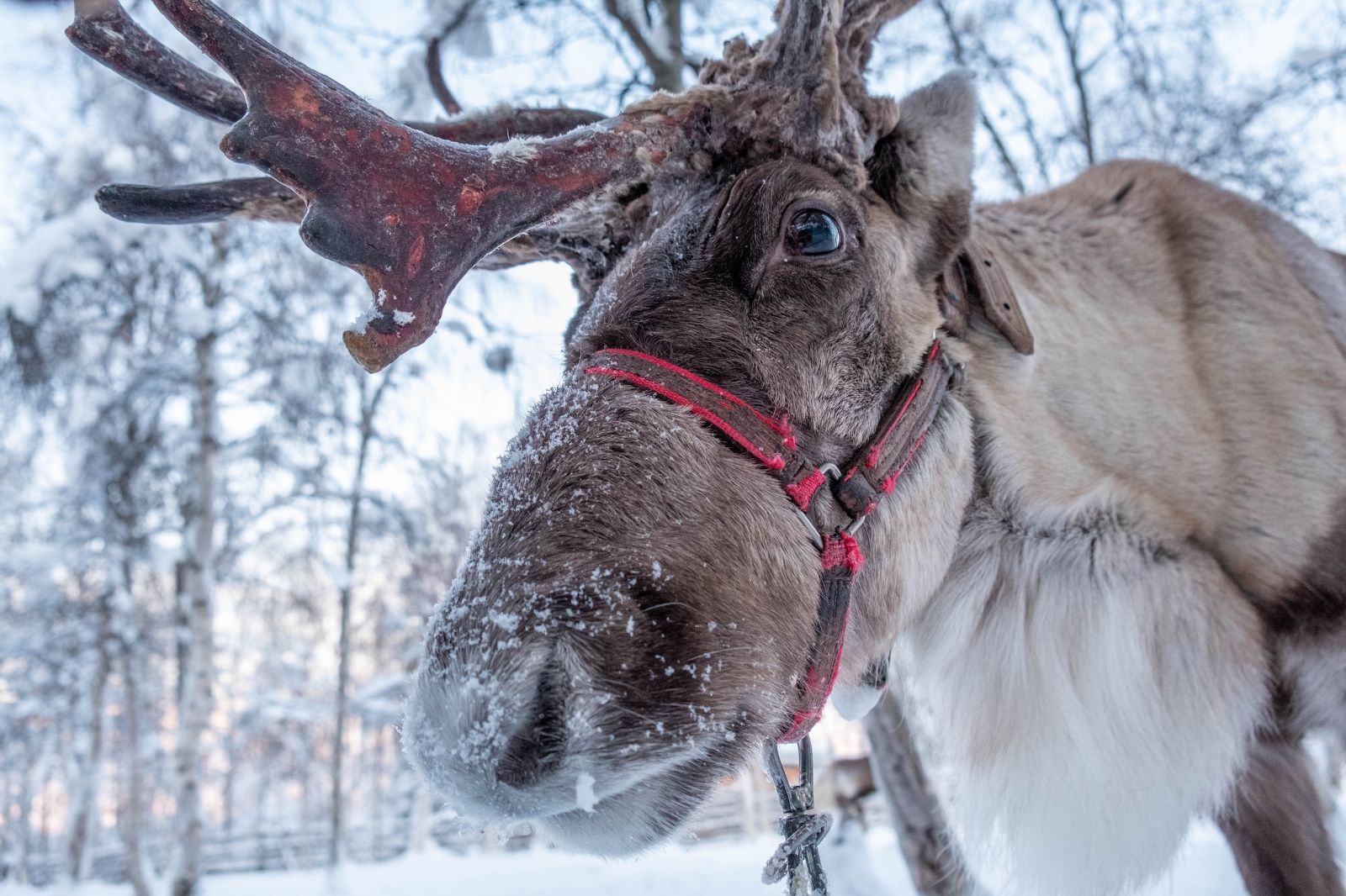 A Scandinavian reindeer in the snow