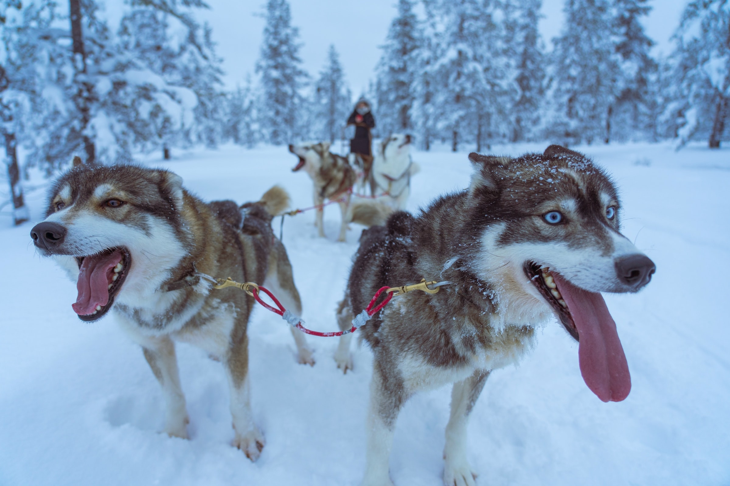 Huskies pulling a sled through Lapland, Finland