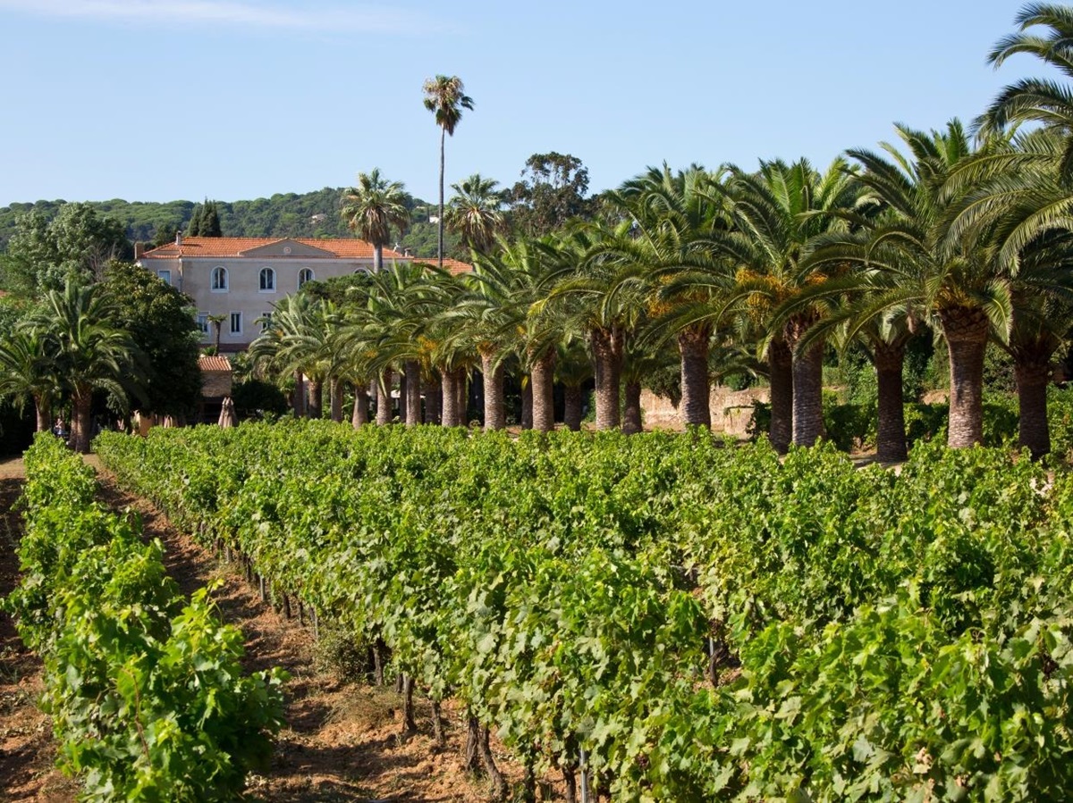 Vineyards and entrance drive way at Chateau de Valmer in France