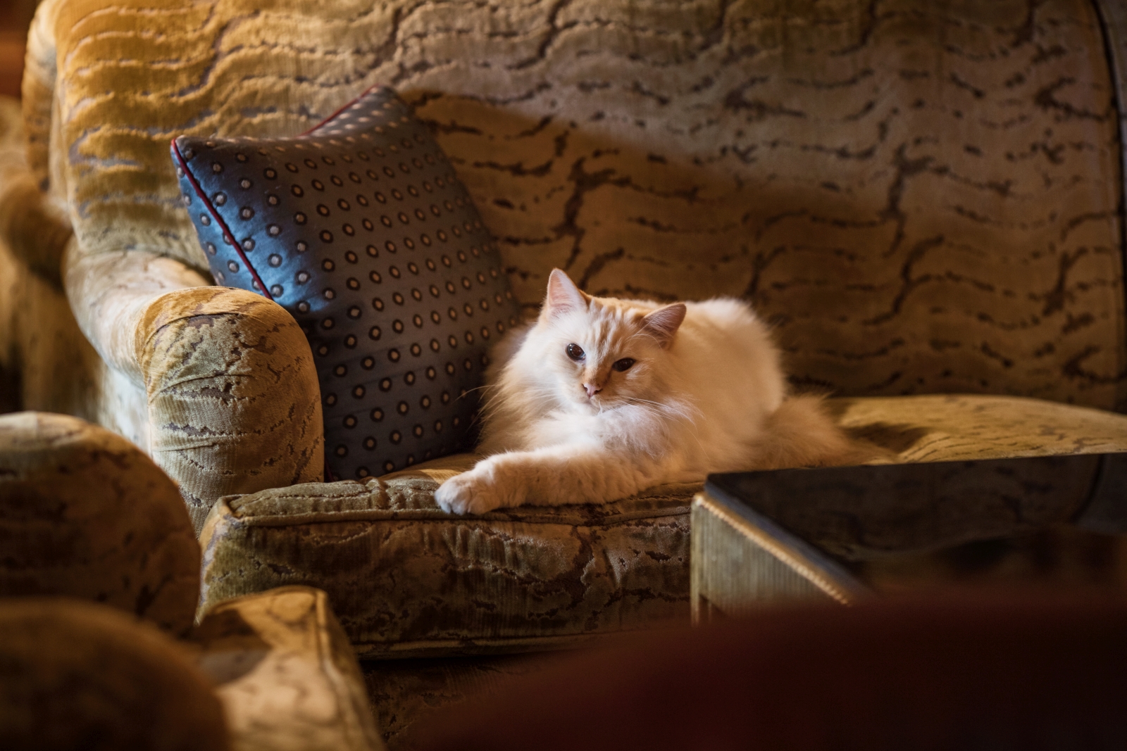 REsident cat at luxury hotel Le Bristol in Paris, France
