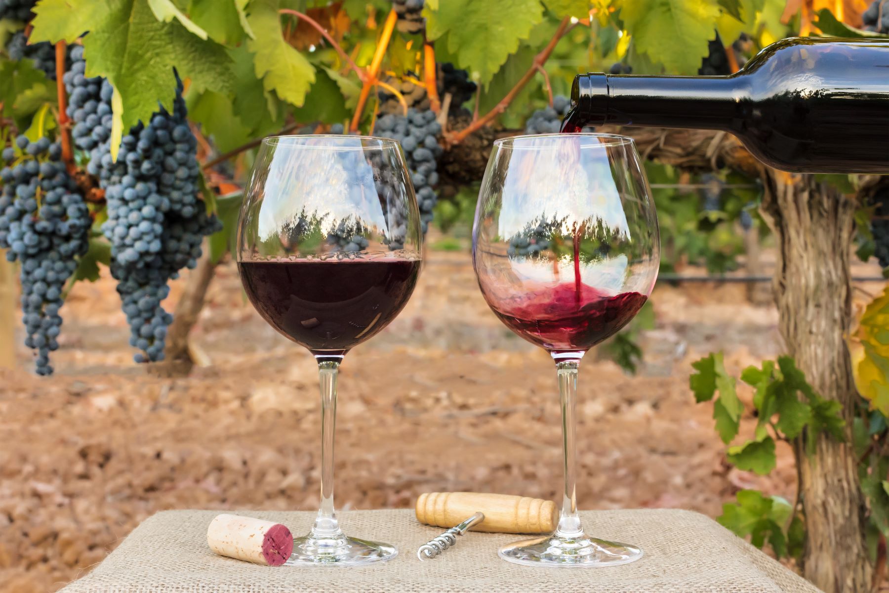 Wine being poured at a tasting session in Burgundy