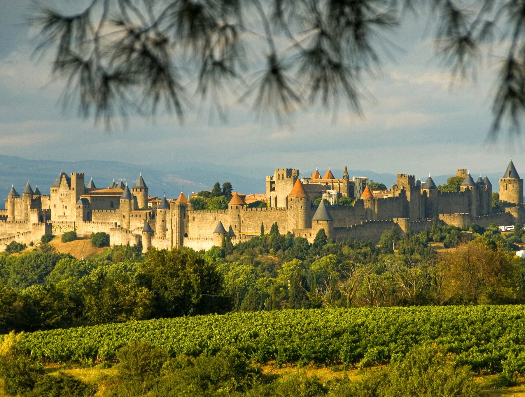 Distant view of Carcassonne in France with vineyards in the foreground