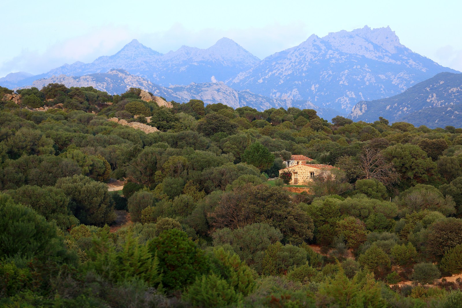 mountainous backdrop and Rosumarinu, Corsica