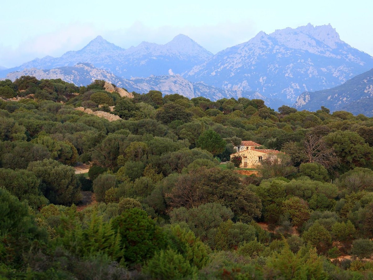 mountainous backdrop and Rosumarinu, Corsica