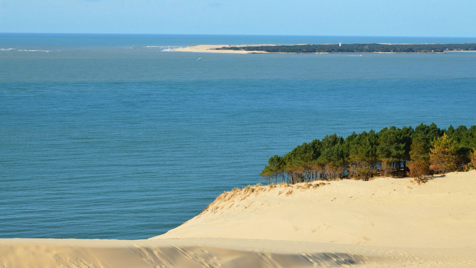 Pine trees and the top of the Dune du Pilat in Arcachon France