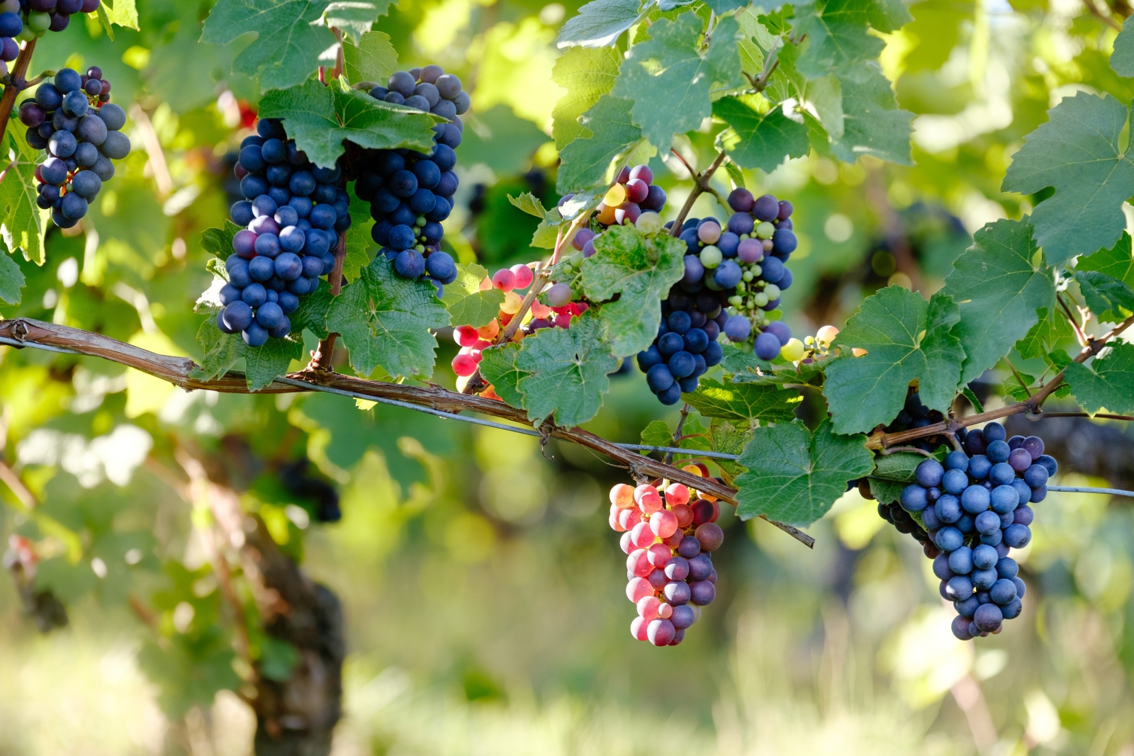 Vineyard in France