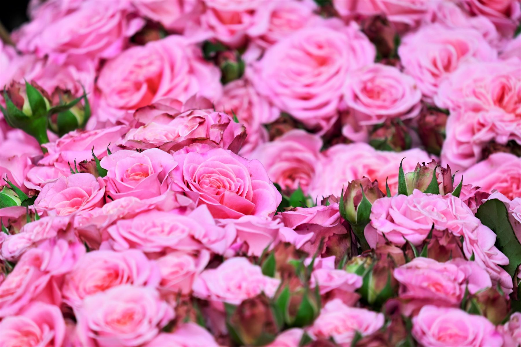 A pink rose field