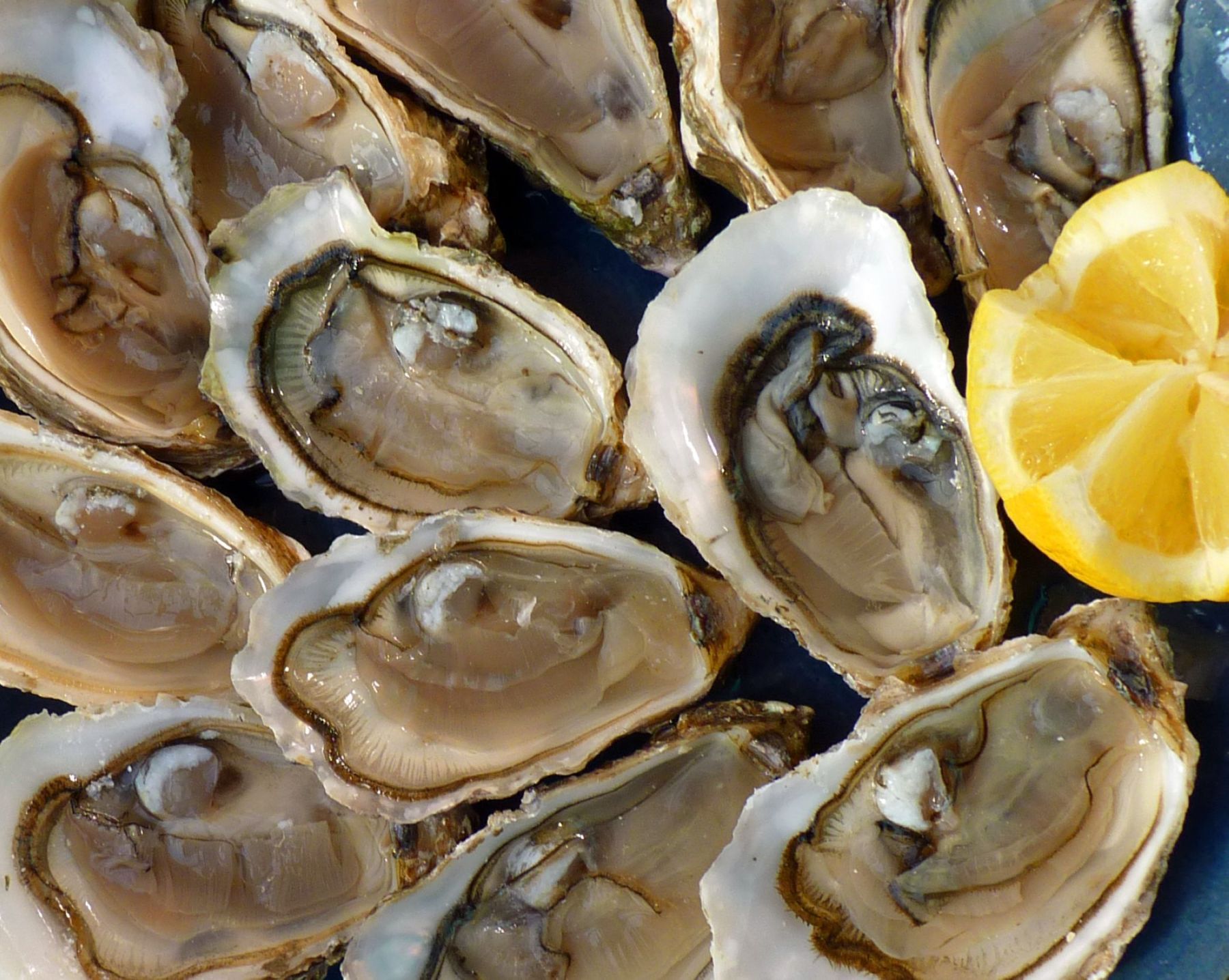 Fresh oysters in their shells with a slice of lemon