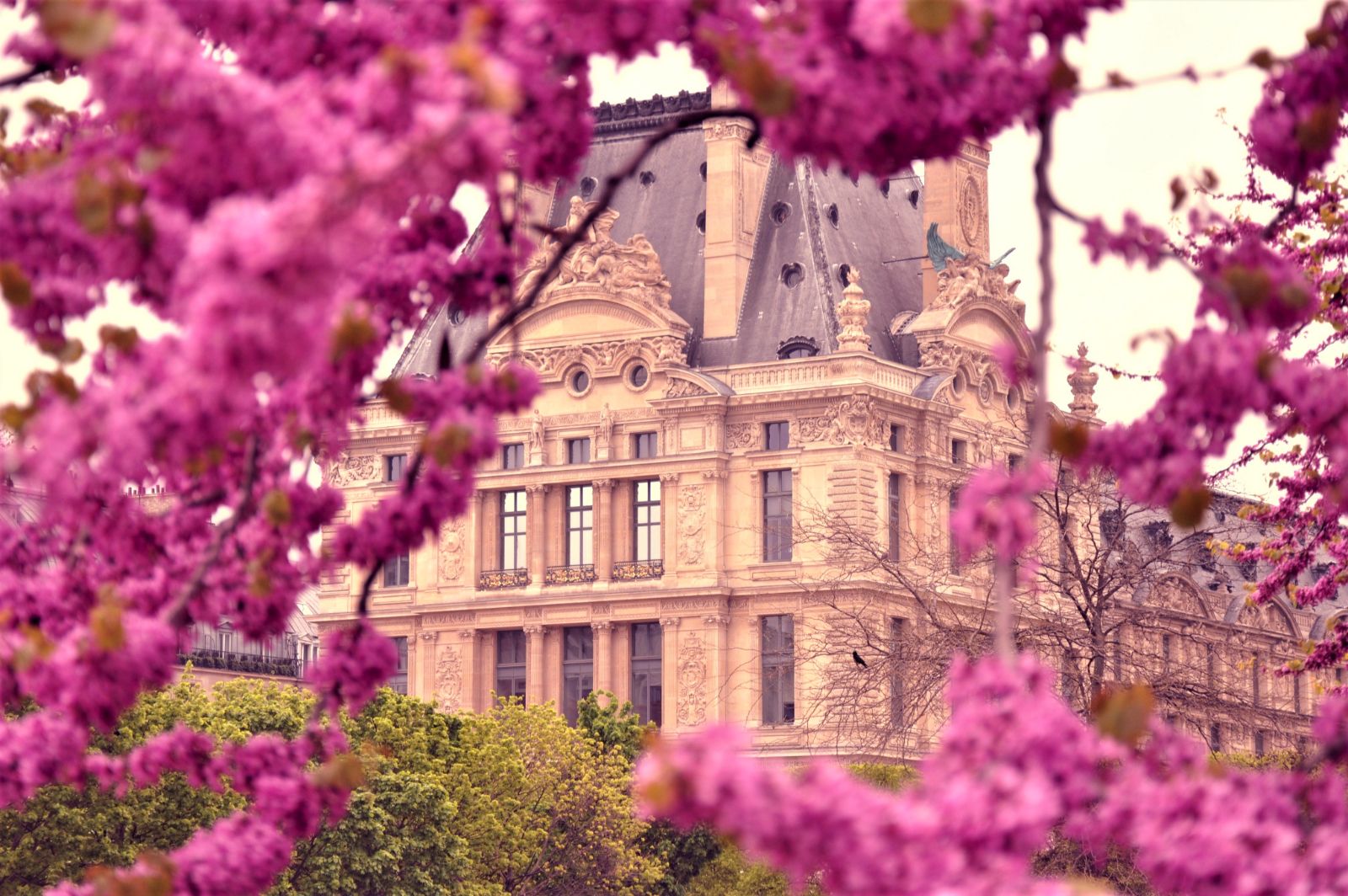 Blossoms and architecture in Paris, France
