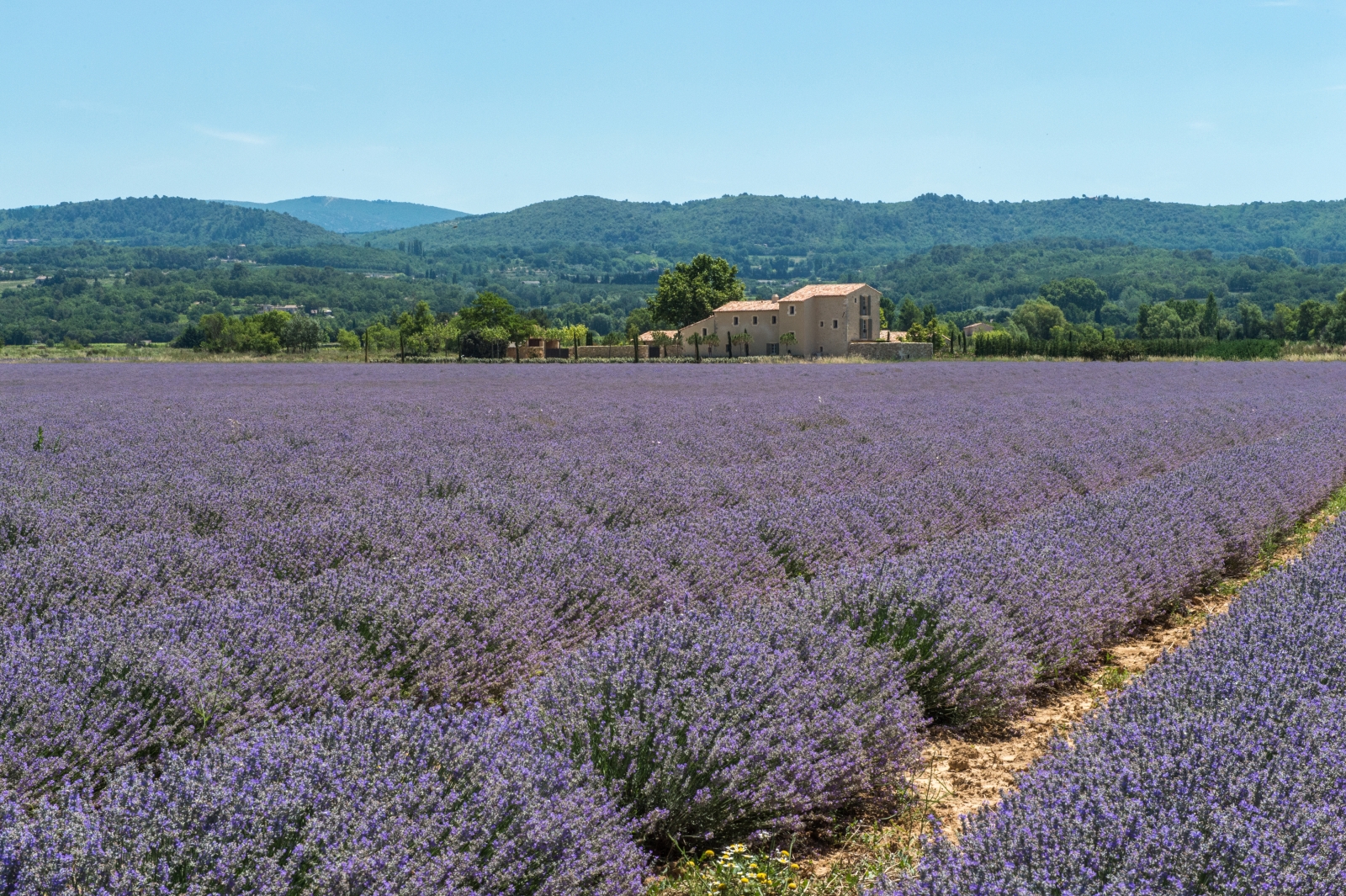 Lavender fields at Bastide des Muriers in Provence, France