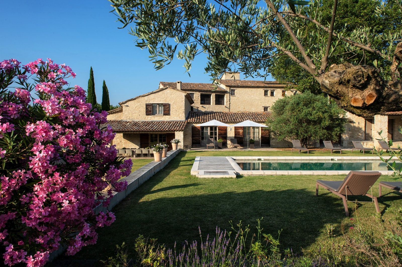 Garden, flowers, olive tree and pool area with sun loungers at Domaine des Baumettes in Provence, France