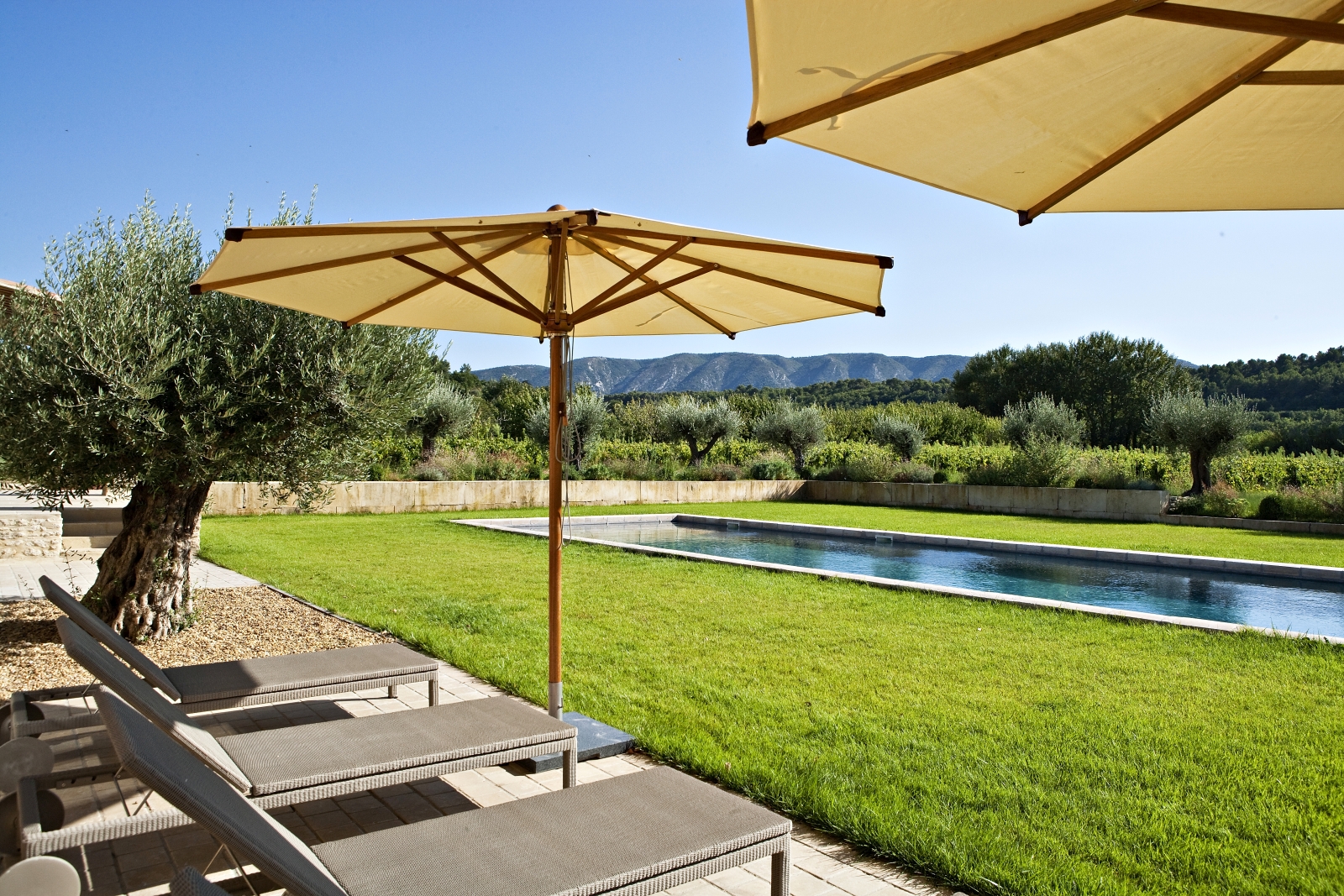 Sun loungers, umbrellas, olive tree and lawn next to pool with mountain view at Domaine des Baumettes in Provence, France