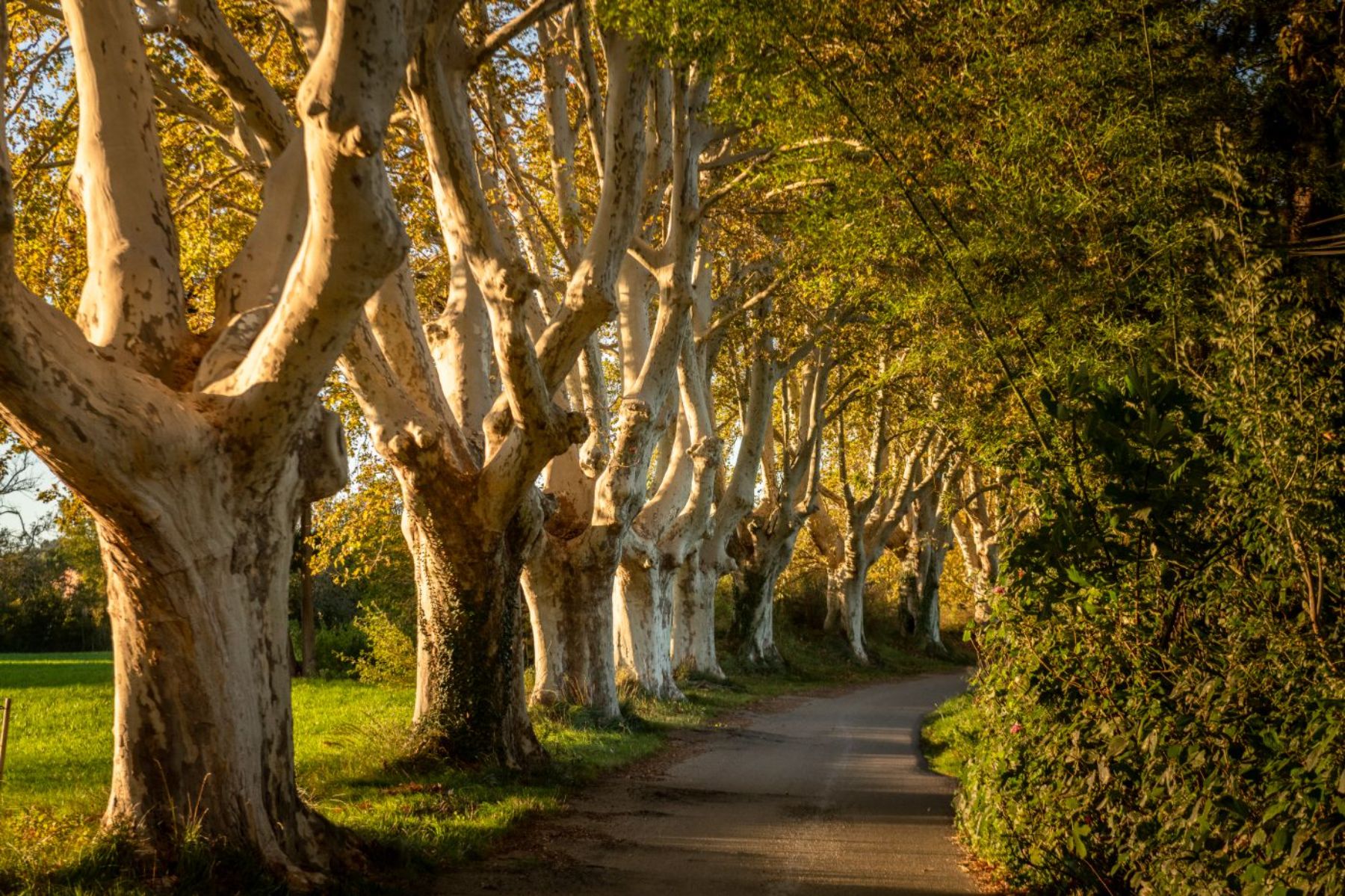 Driveway at Le Mas de Liliana in Provence