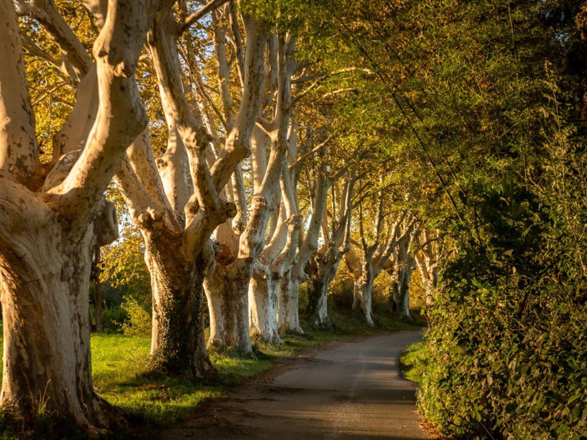 Driveway at Le Mas de Liliana in Provence