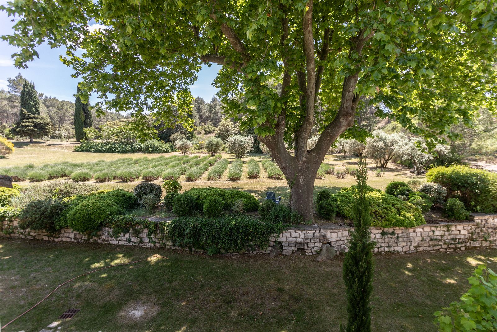 Garden with large tree at Mas Calanquet in Provence