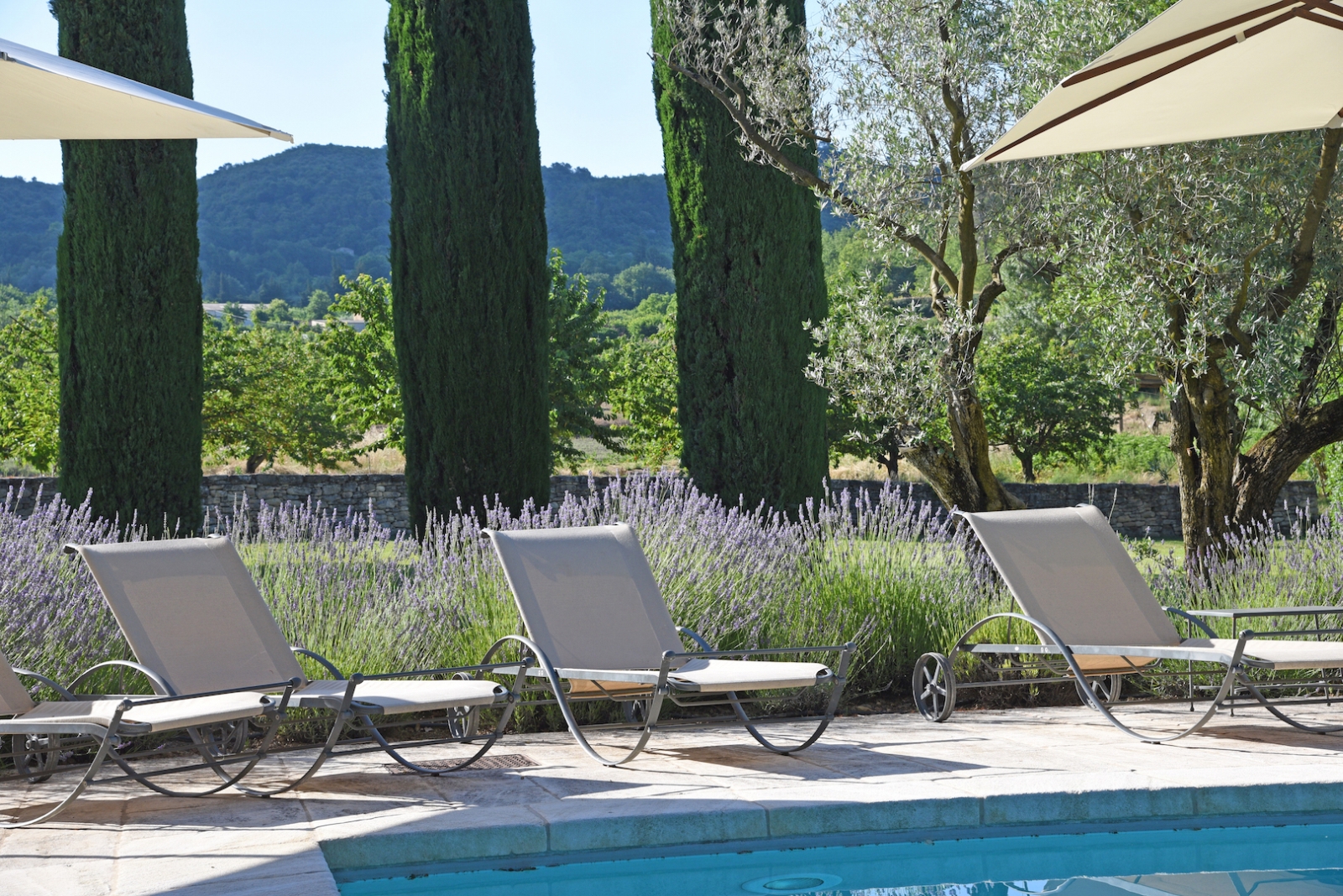 Sun loungers next to pool, lavender bushes and cypress trees at Mas des Cerisiers in Provence, France