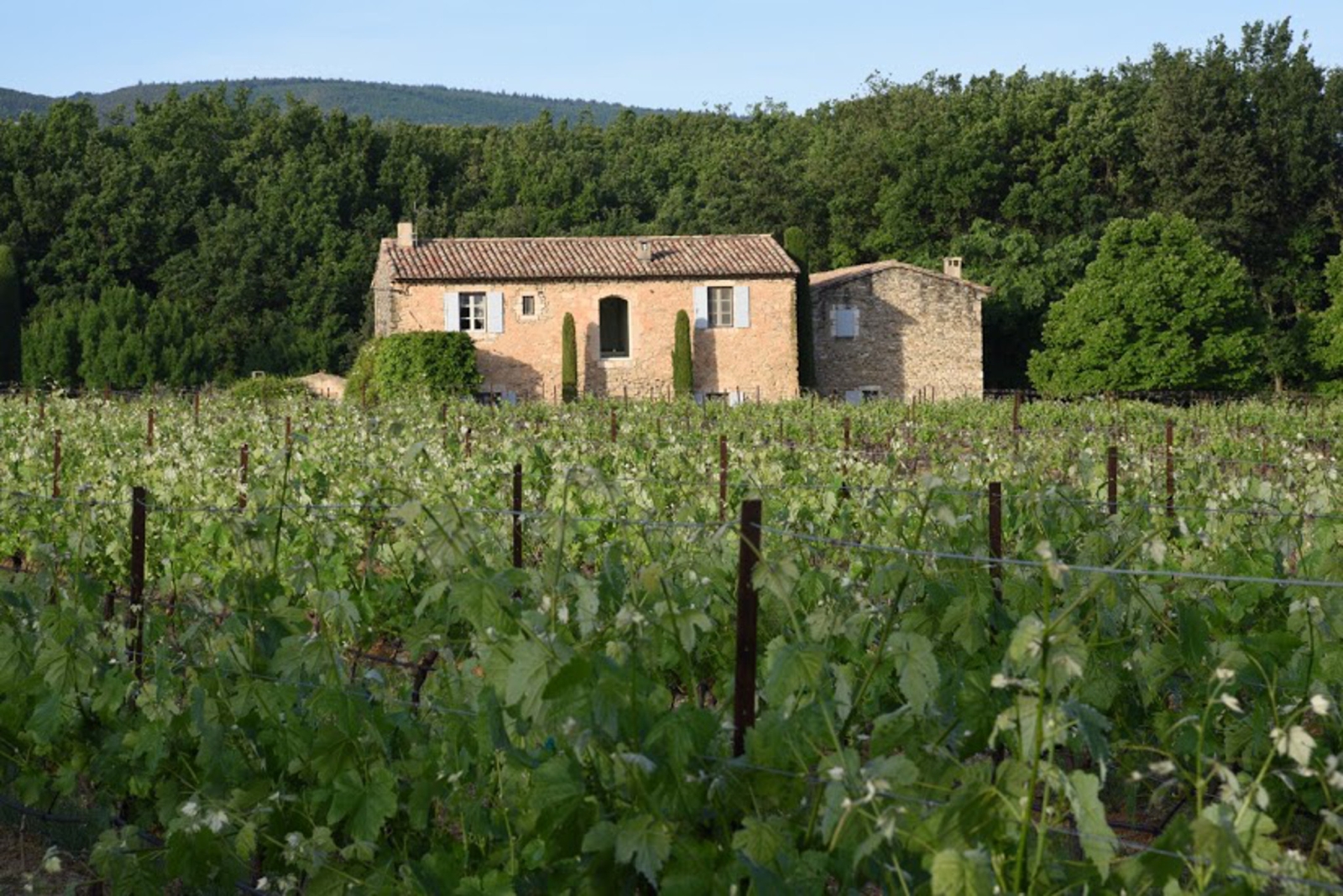 Vineyard next to Mas des Cerisiers in Provence, France