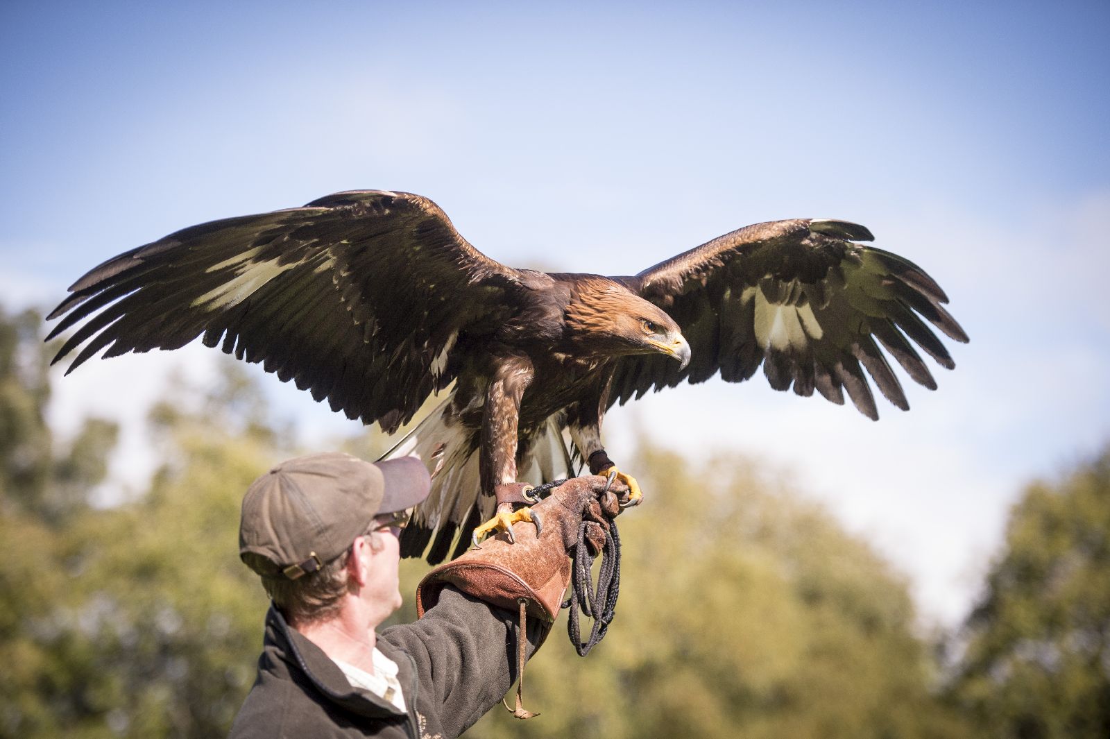 Falconry at The Gleneagles Hotel in Scotland