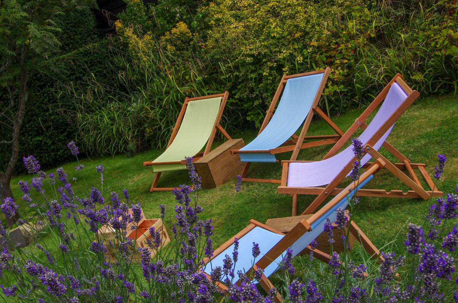 Lavendar in the gardens of The Lygon Arms in the Cotswolds, England