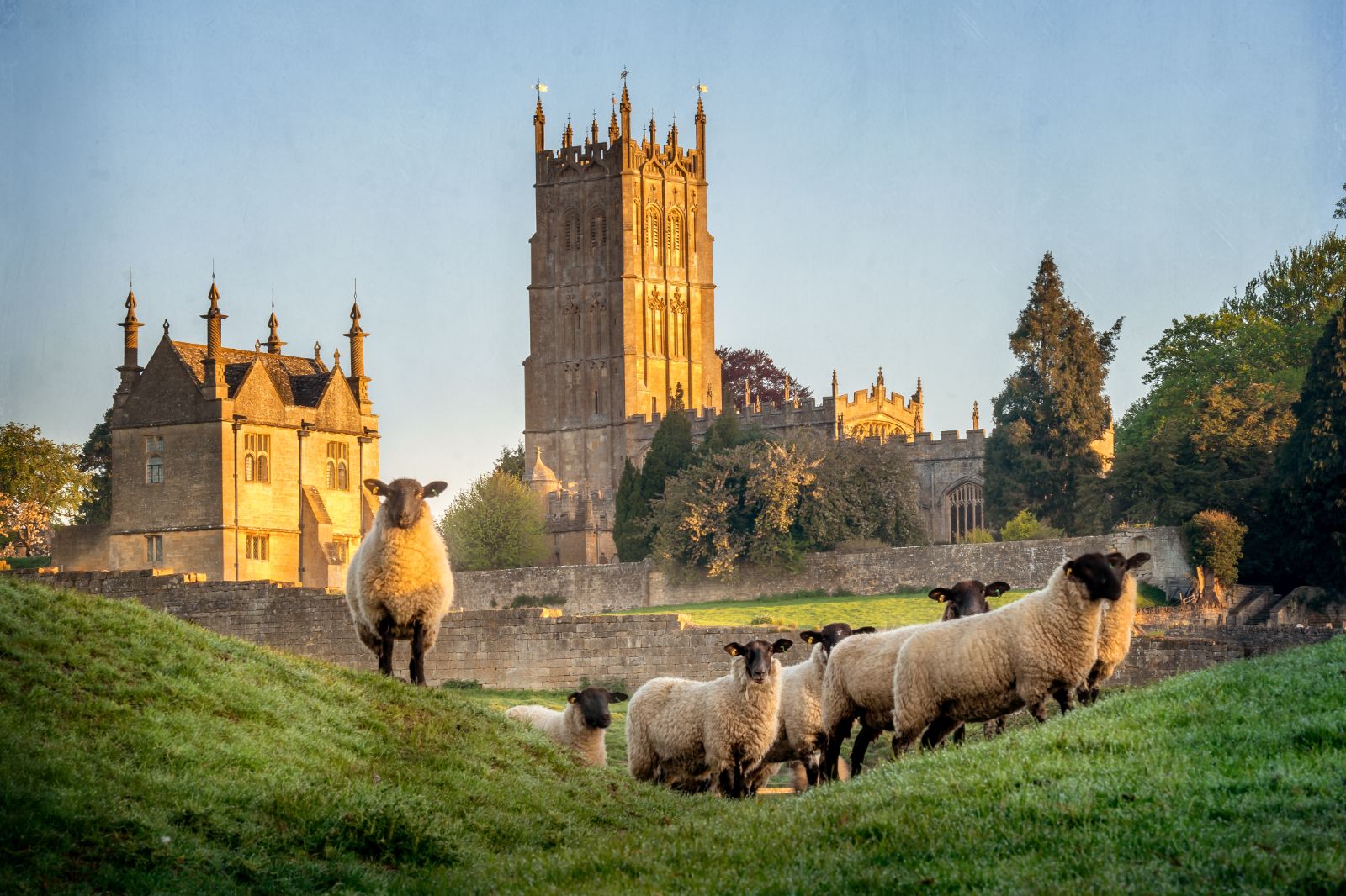 Sheep in Chipping Campden in the Cotswold, South West England
