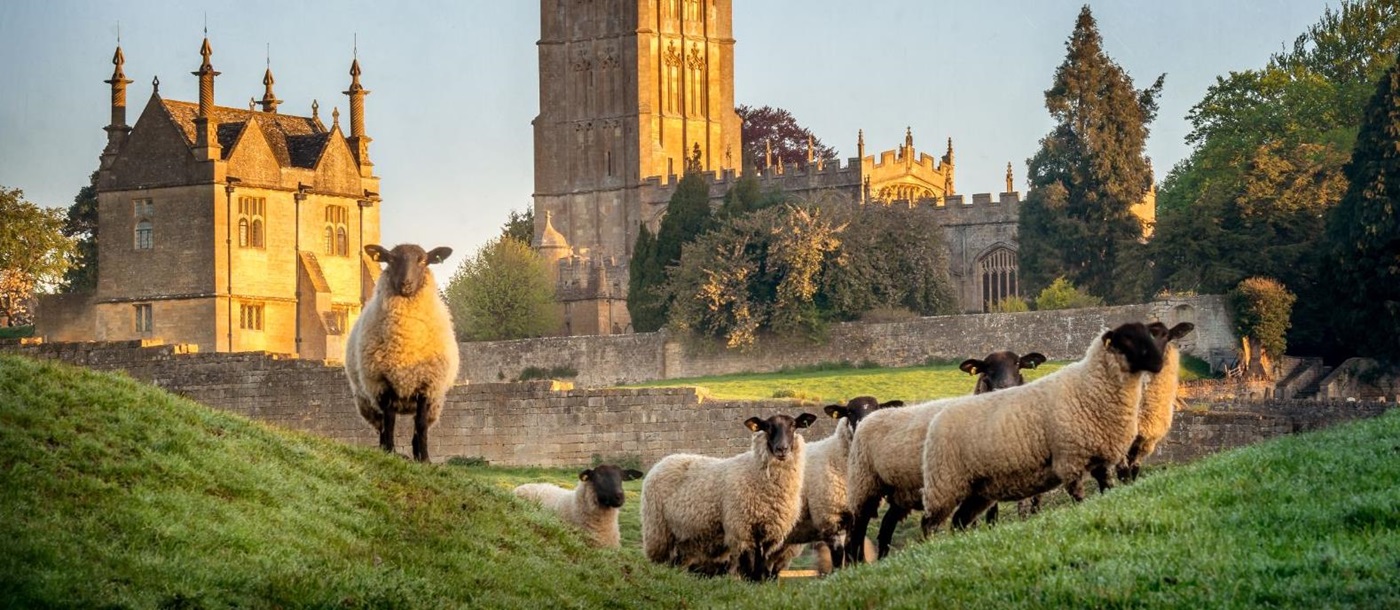 Sheep in Chipping Campden in the Cotswold, South West England