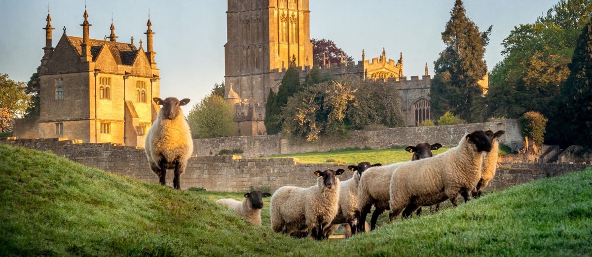 Sheep in Chipping Campden in the Cotswolds, South West England