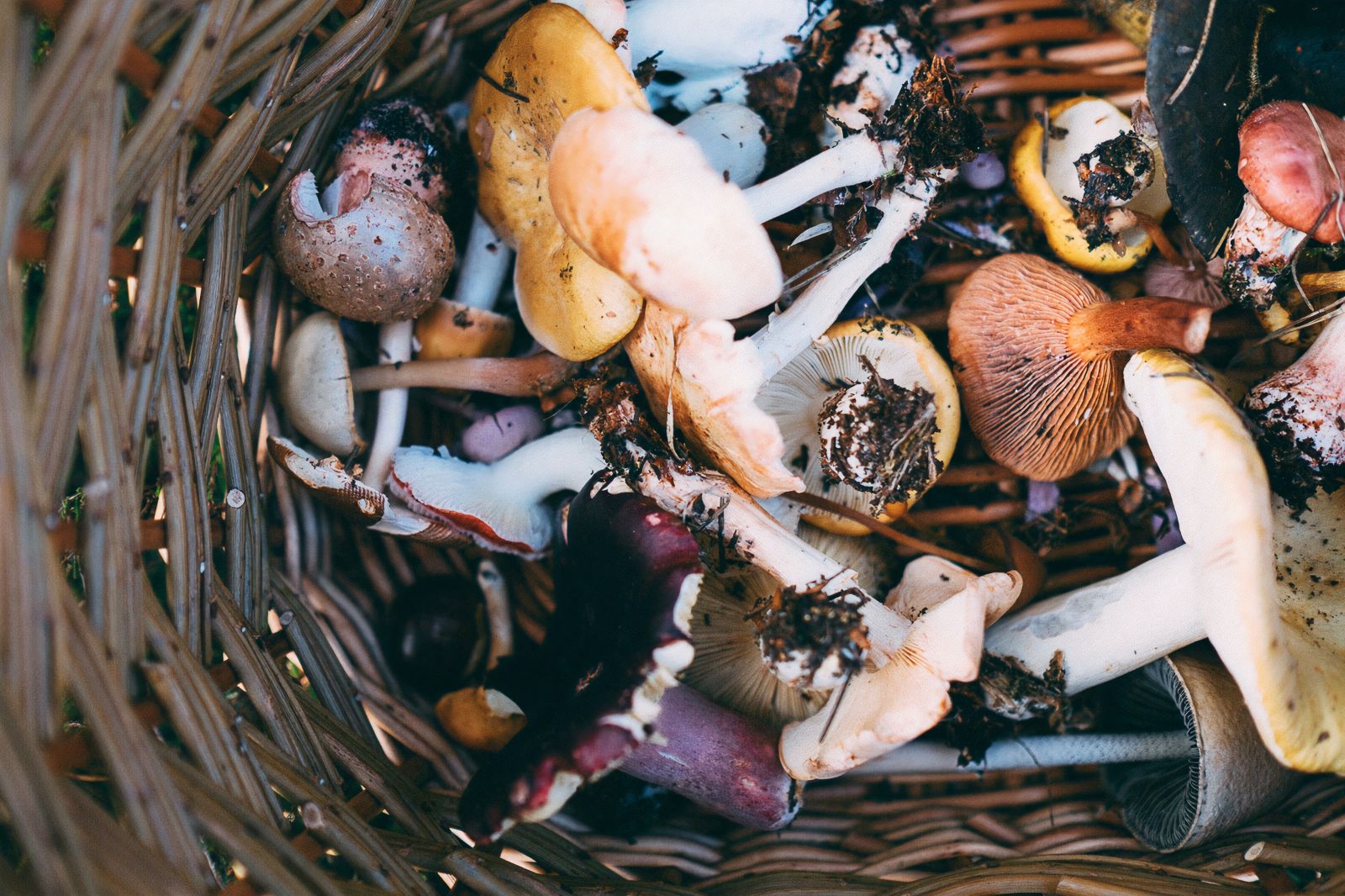 Basket of freshly gathered wild mushrooms