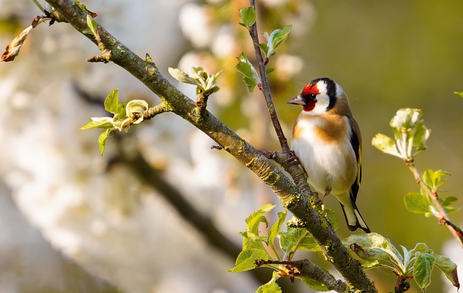 Colourful goldfinch on the branch of a tree